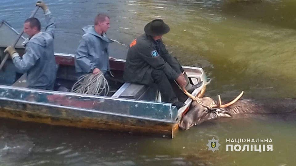 Лося спасли из радиоактивного пруда на Чернобыльской АЭС