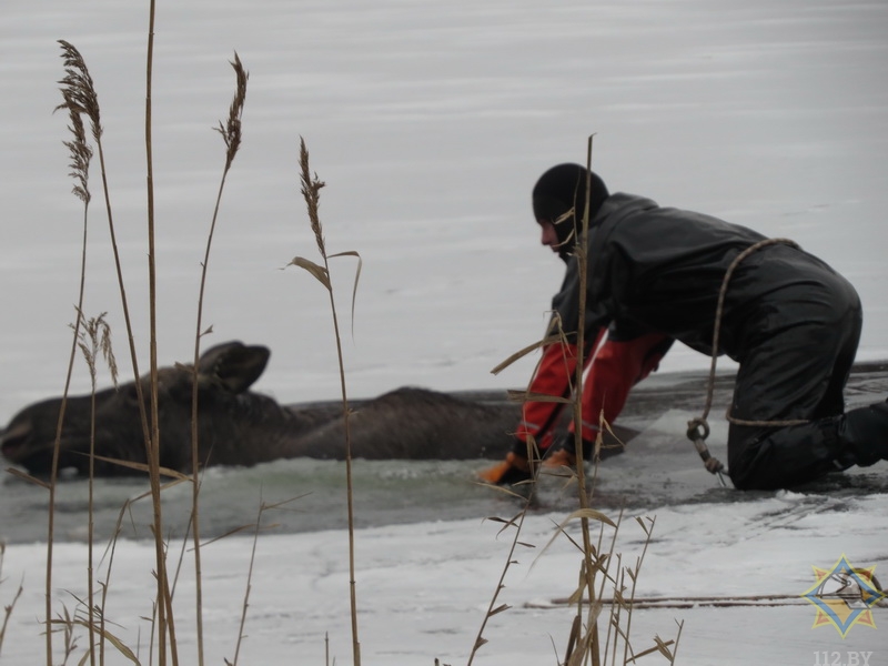 Спасатели освободили лося из ледового плена в Мядельском районе