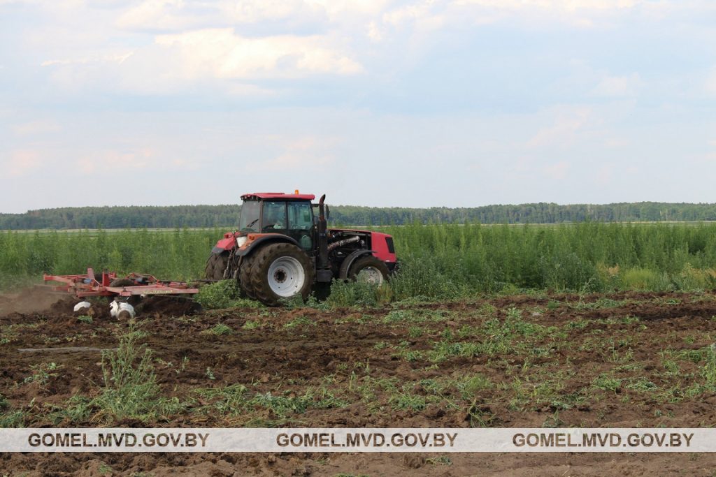 2,4 гектара конопли уничтожили в Речицком районе