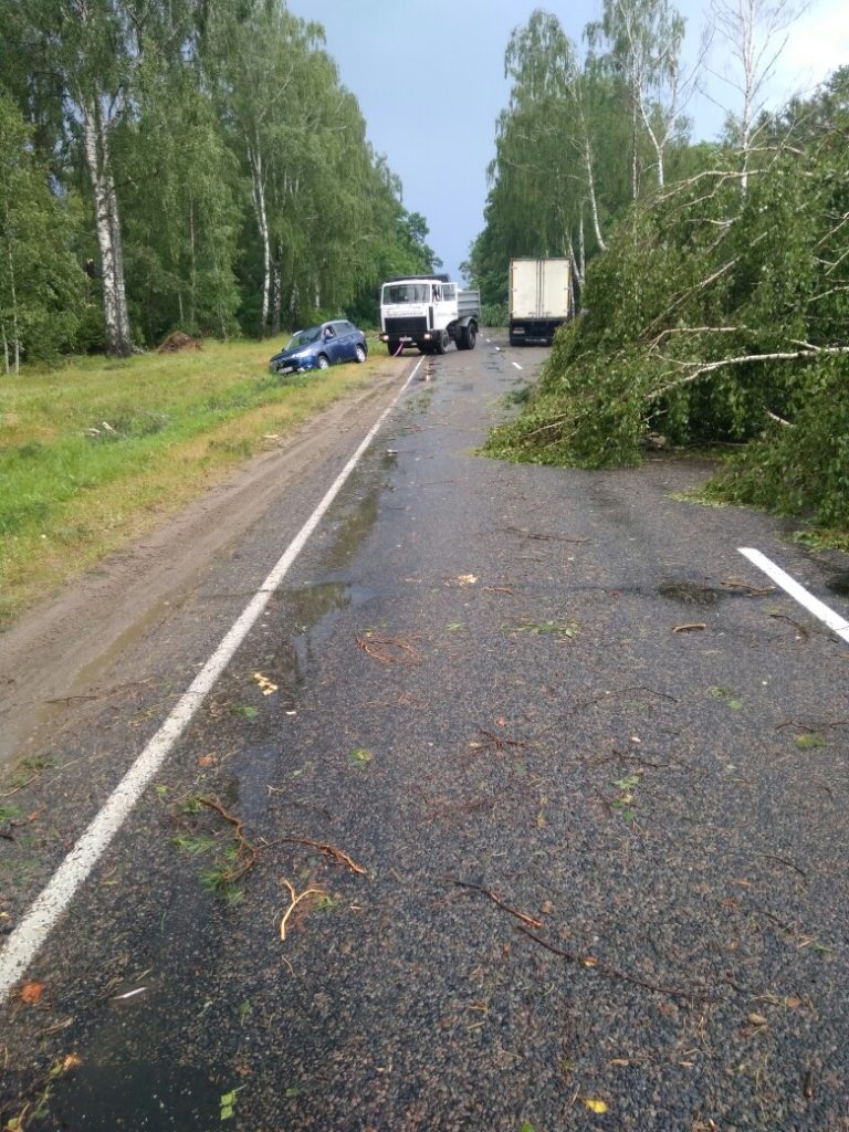 Дорогу Брест-Пружаны завалило деревьями