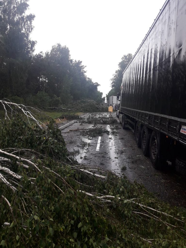 Дорогу Брест-Пружаны завалило деревьями
