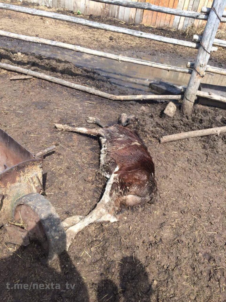 Фотофакт: на ферме под Жлобином гибнет скот