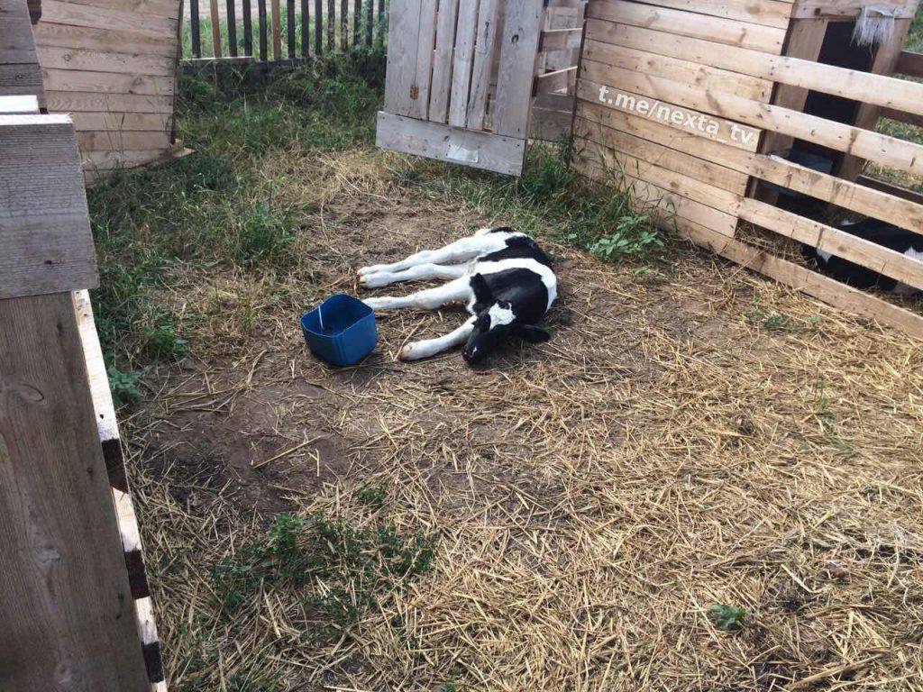Фотофакт: на ферме под Жлобином гибнет скот