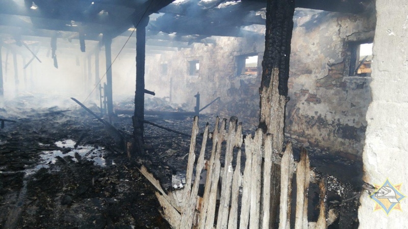 36 телят погибли на пожаре в Столинском районе