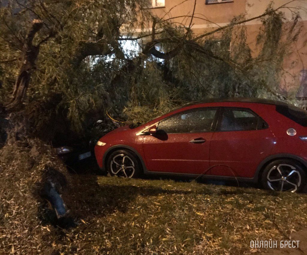 Огромное дерево рухнуло на машины в Бресте