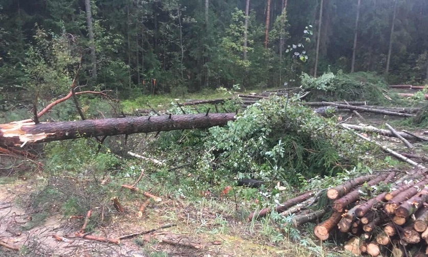 В Борисовском районе спиленное дерево упало на проезжающий грузовик и убило водителя