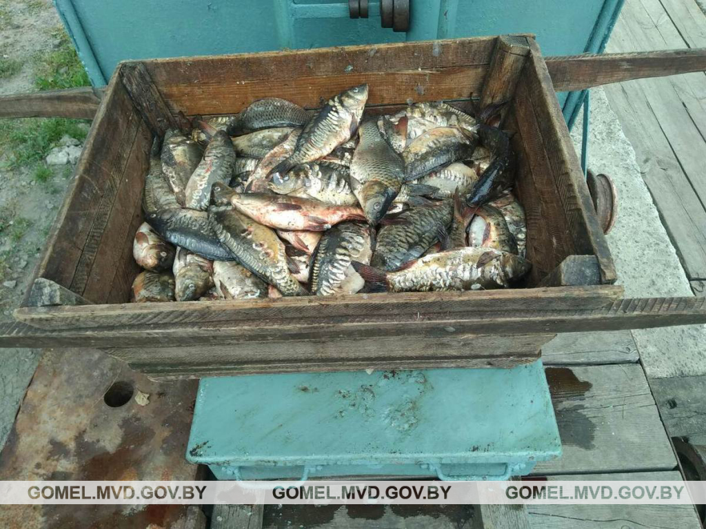 Житель Солигорска незаконно выловил 280 кг рыбы