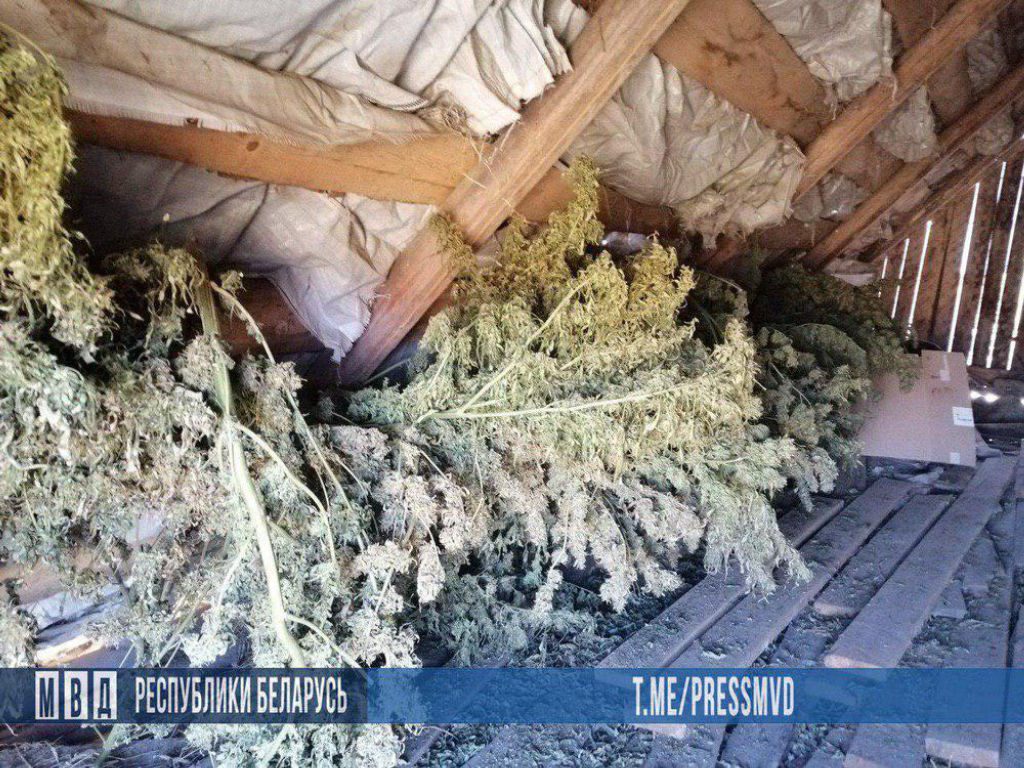 Партию марихуаны на 46 000 доз обнаружили на даче под Осиповичами