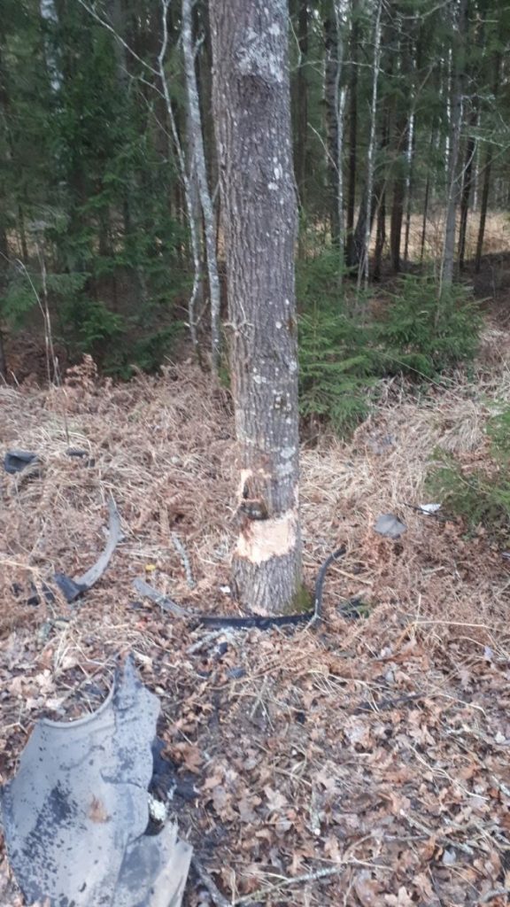 В Лиозненском районе Ford объезжал косулю и врезался в дерево