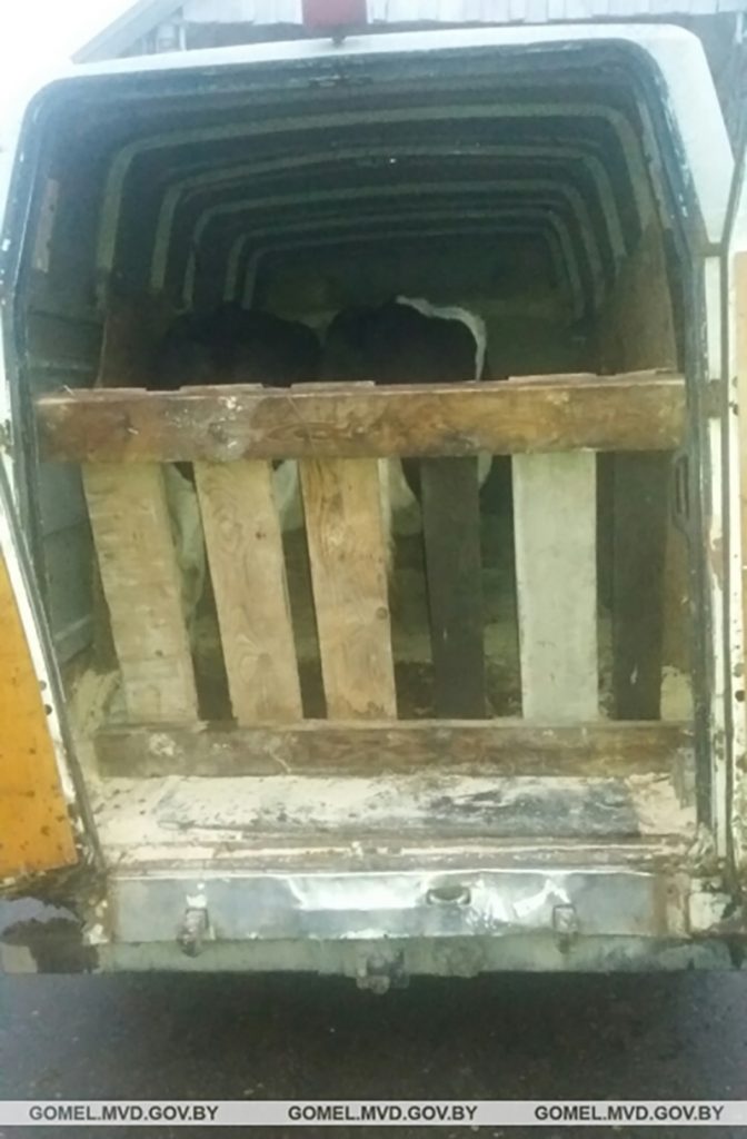 В Рогачевском районе задержали машину с украденными коровами