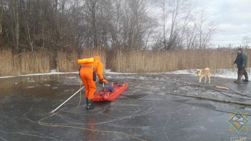 Спасатели вытащили провалившегося под лед лося в Городокском районе