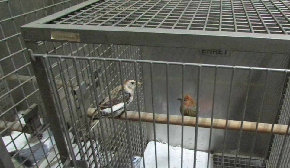 Из Беларуси в Литву пытались вывезти живых птиц в коробке из-под чая