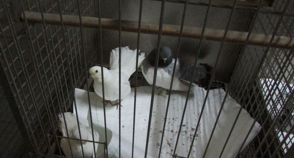 Из Беларуси в Литву пытались вывезти живых птиц в коробке из-под чая