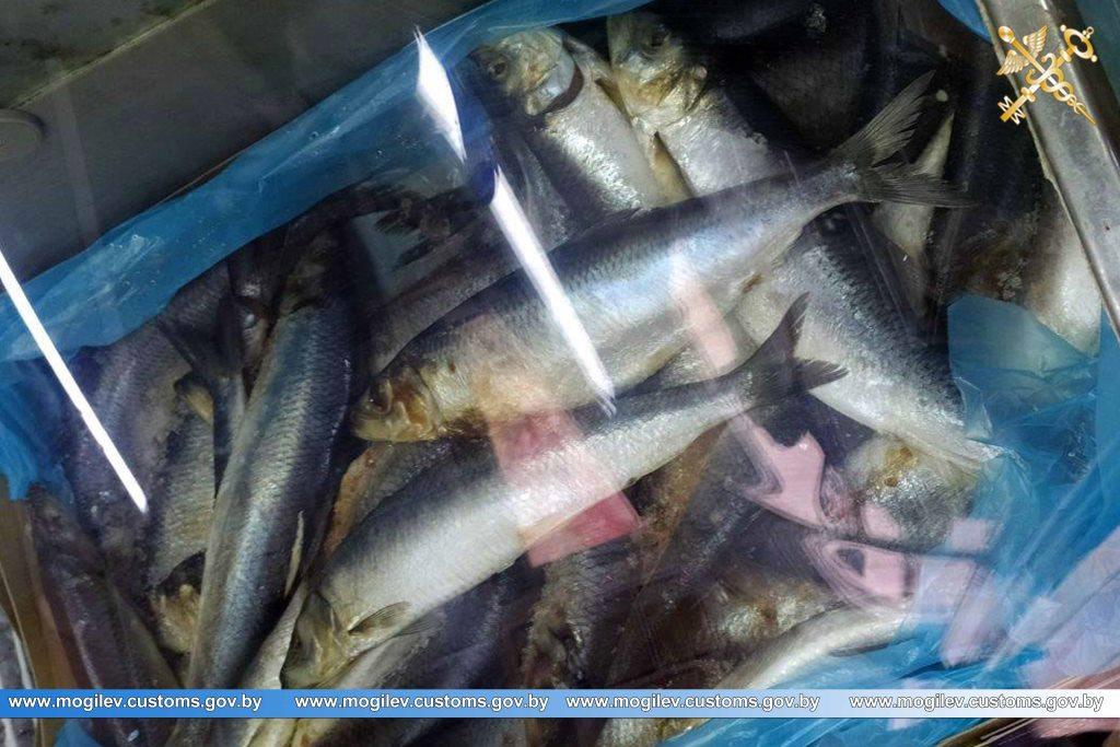 Могилевские таможенники пресекли продажу небезопасной российской рыбы