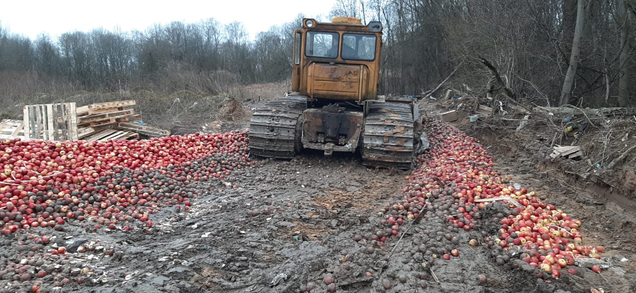 В России раздавили бульдозером 12,5 т яблок из Беларуси 