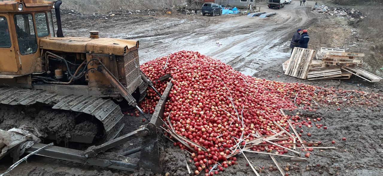 В России раздавили бульдозером 12,5 т яблок из Беларуси 