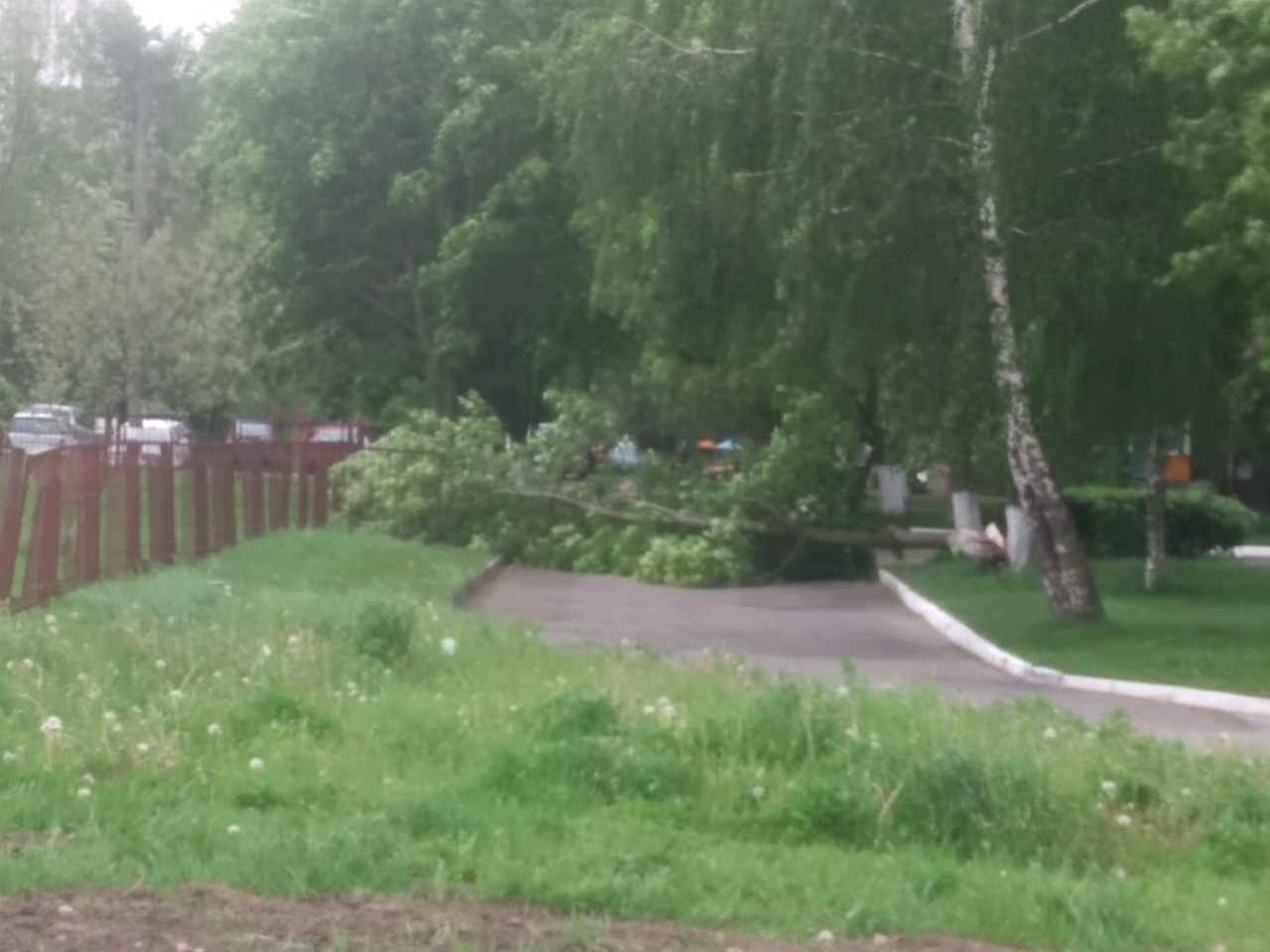 Ветер в Витебске и Гродно валил деревья