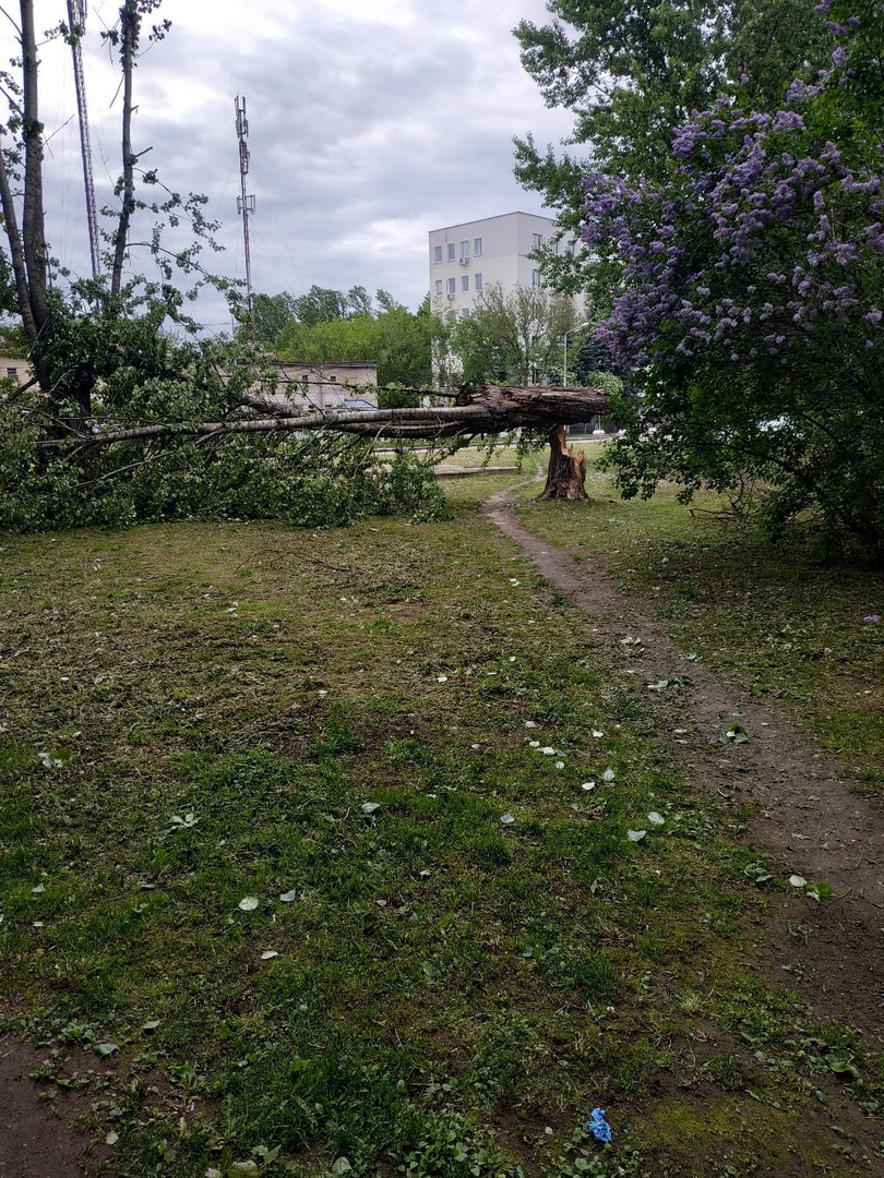 Ветер в Витебске и Гродно валил деревья