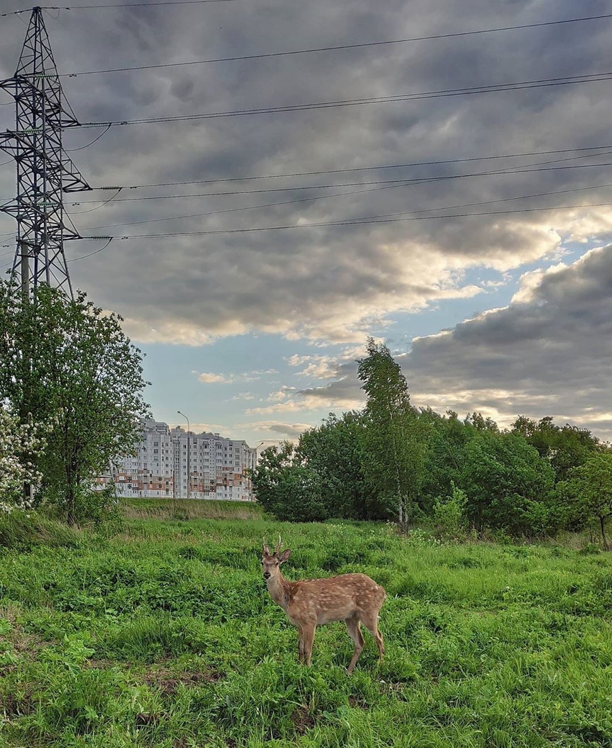 Косулю заметили в Лошице в Минске