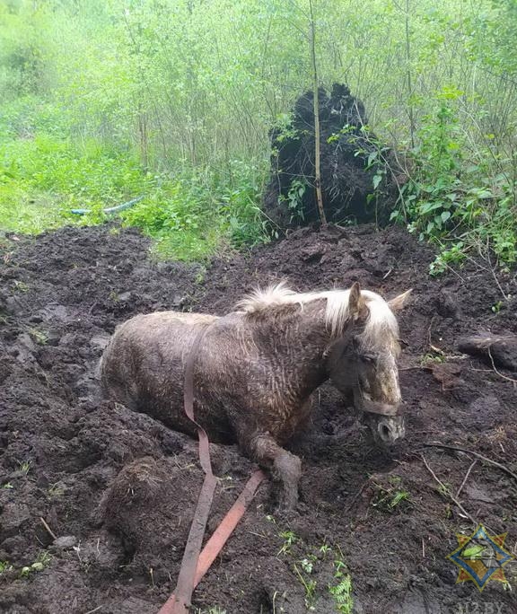 Спасатели вытащили из болота лошадь в Крупском районе