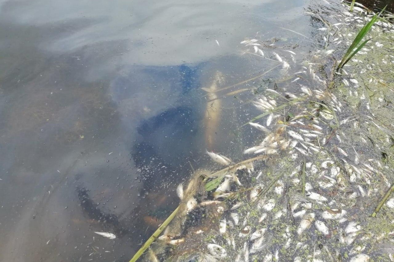 Экологи назвали возможные причины гибели рыбы в Немане