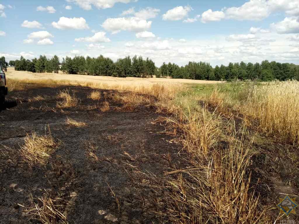 Поле ржи горело в Чечерске