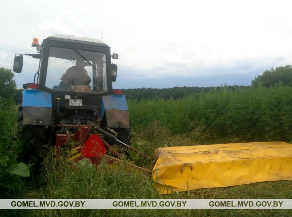 Полгектара конопли уничтожили в Буда-Кошелевском районе