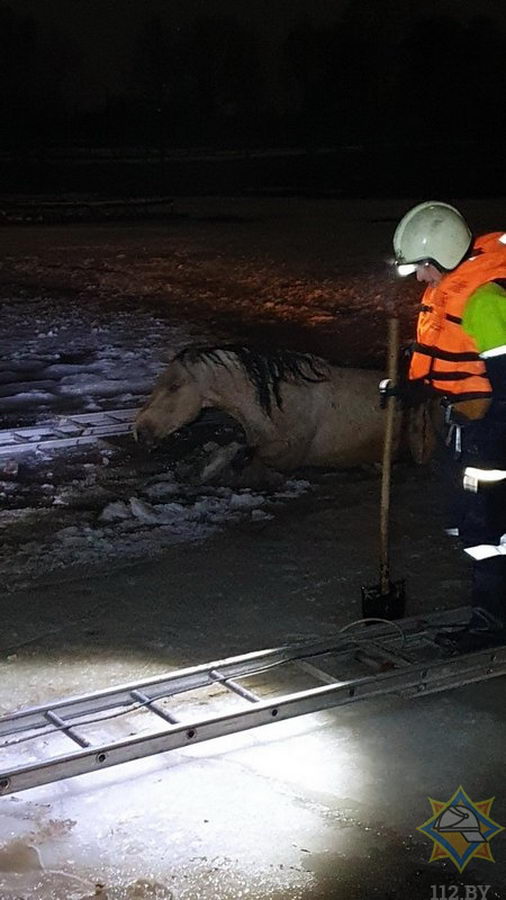 В Дзержинском районе спасли провалившихся под лед лошадей