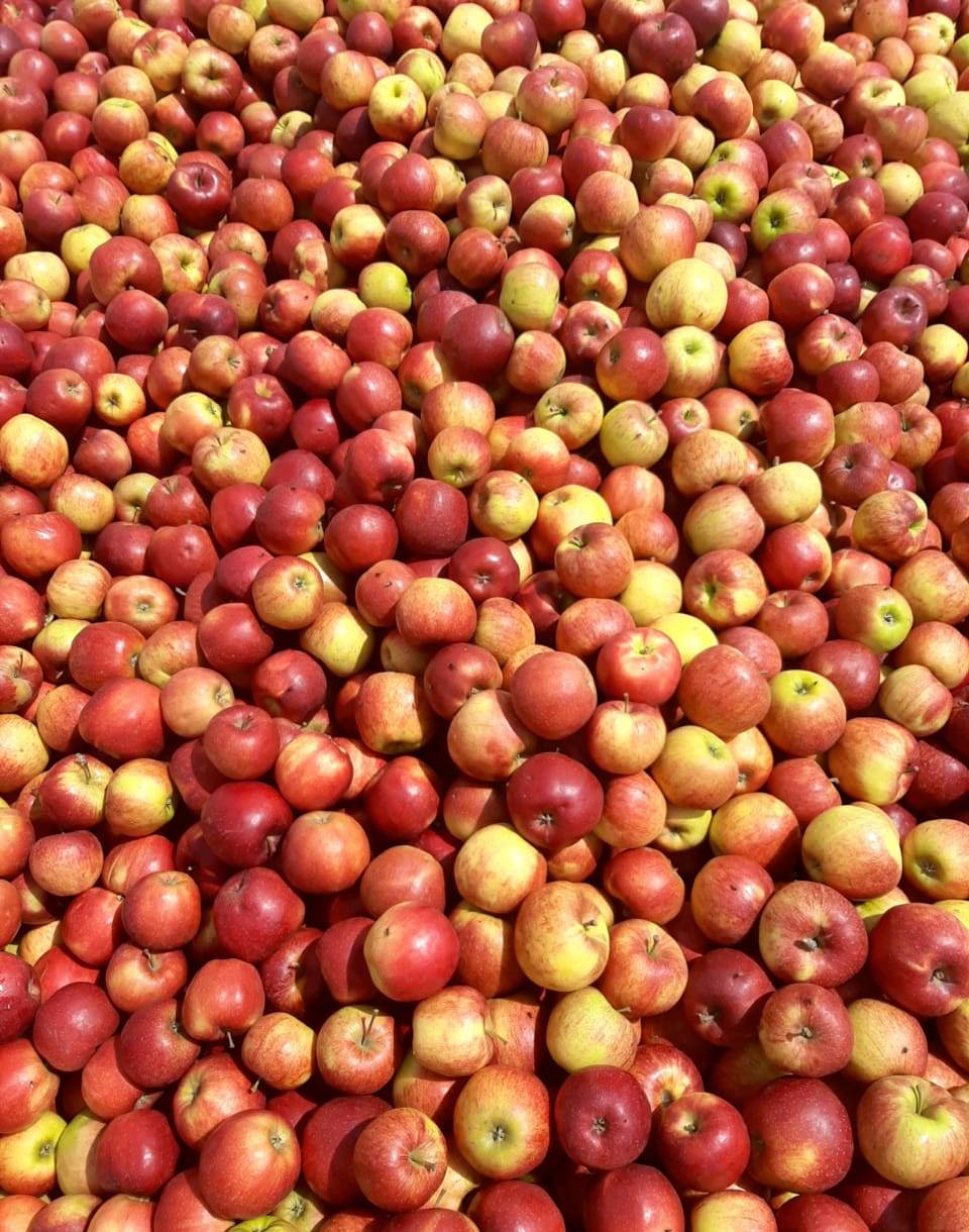 Россельхознадзор отчитался об уничтожении 13 тонн яблок из Беларуси - видео