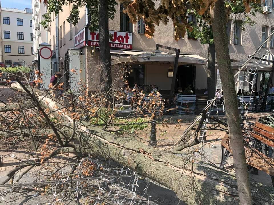 "Успел отпрыгнуть". В центре Минска рухнуло большое дерево - фотофакт