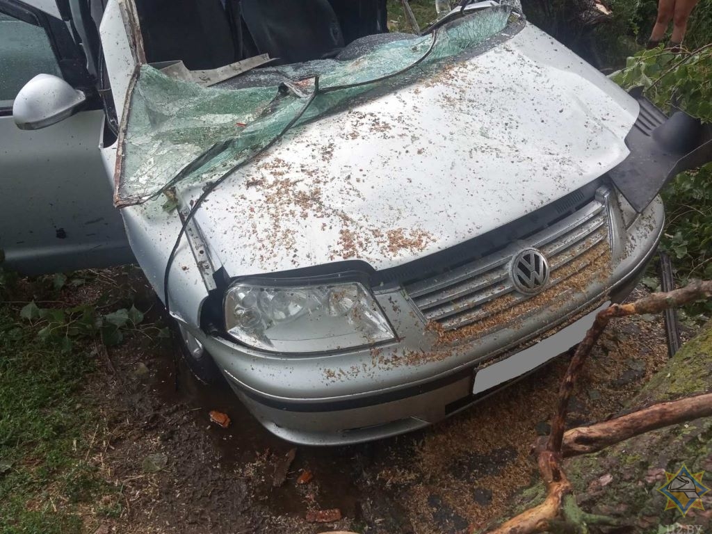 Дерево упало на движущийся автомобиль в Столинском районе