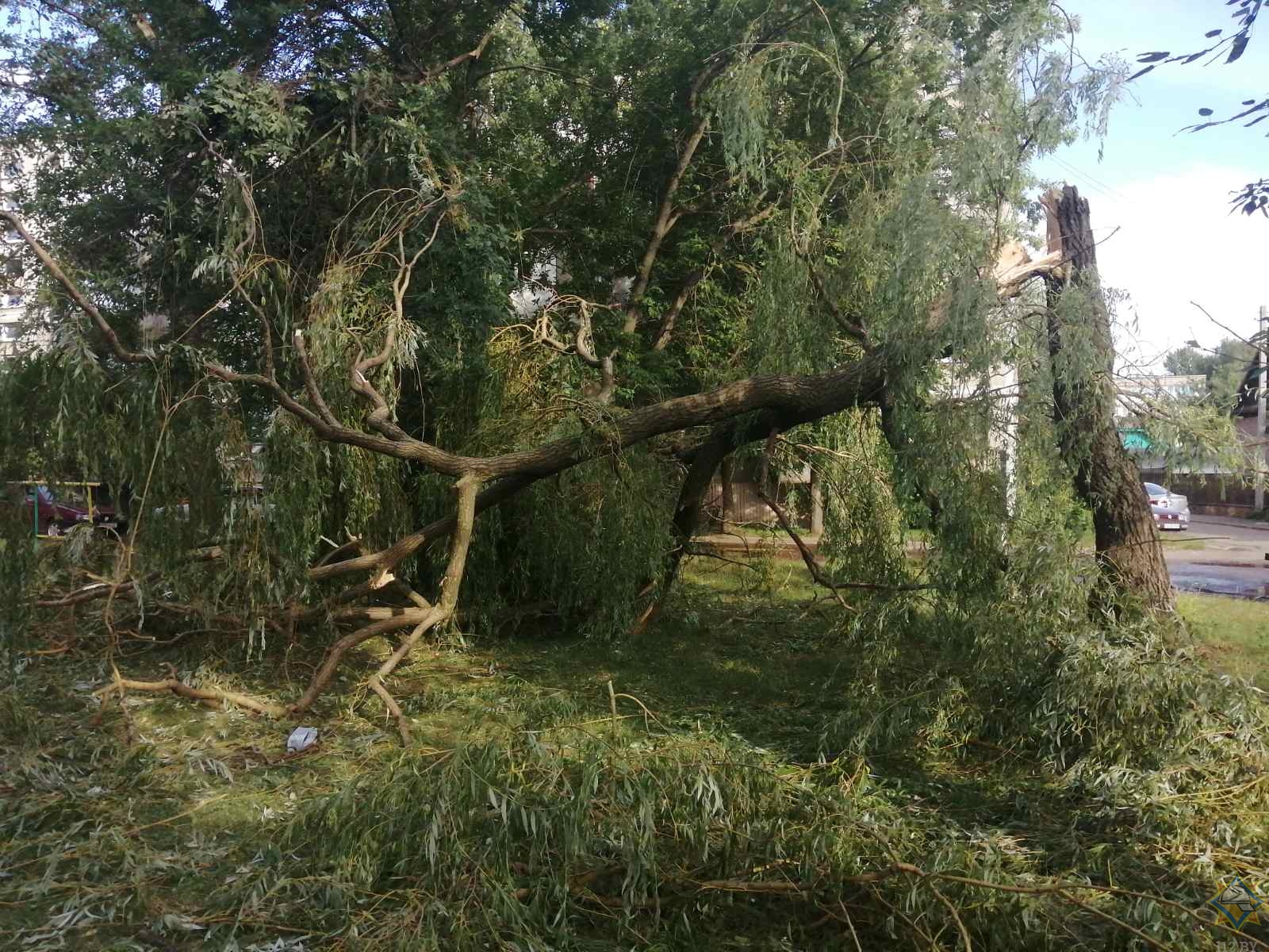 Грозовой фронт повалил 10 деревьев в Бобруйске