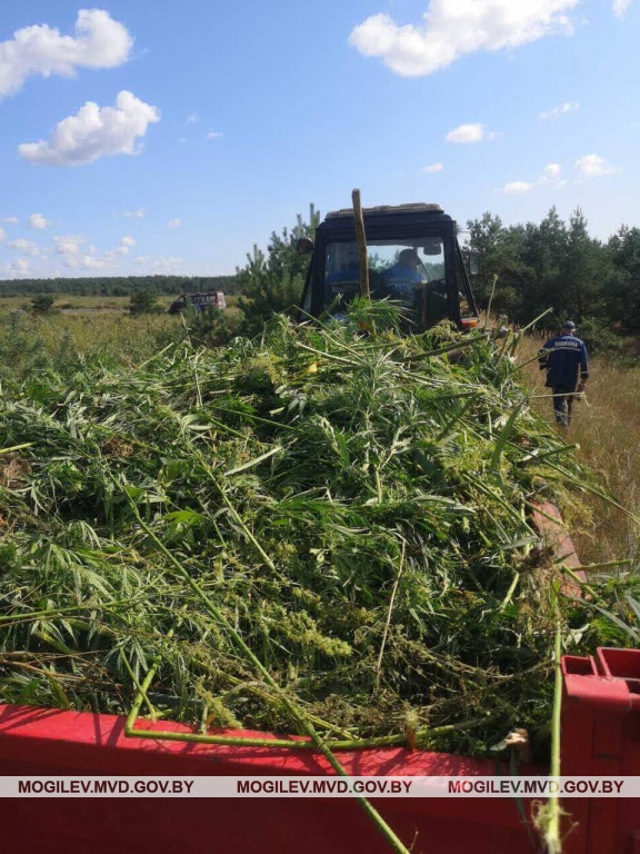 В Бобруйске уничтожили больше гектара конопли