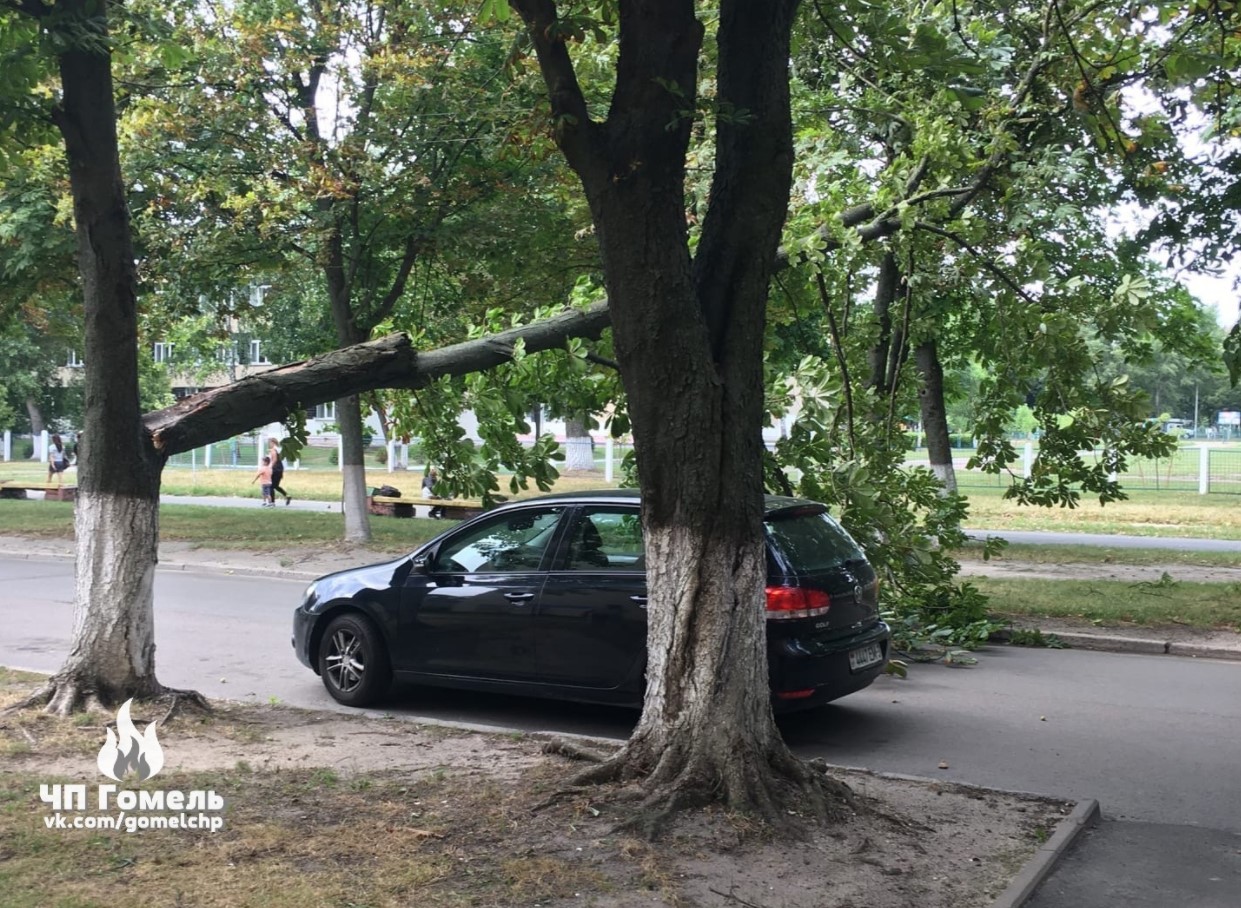 В Гомеле упавшее от ветра дерево разбило автомобиль: фотофакт