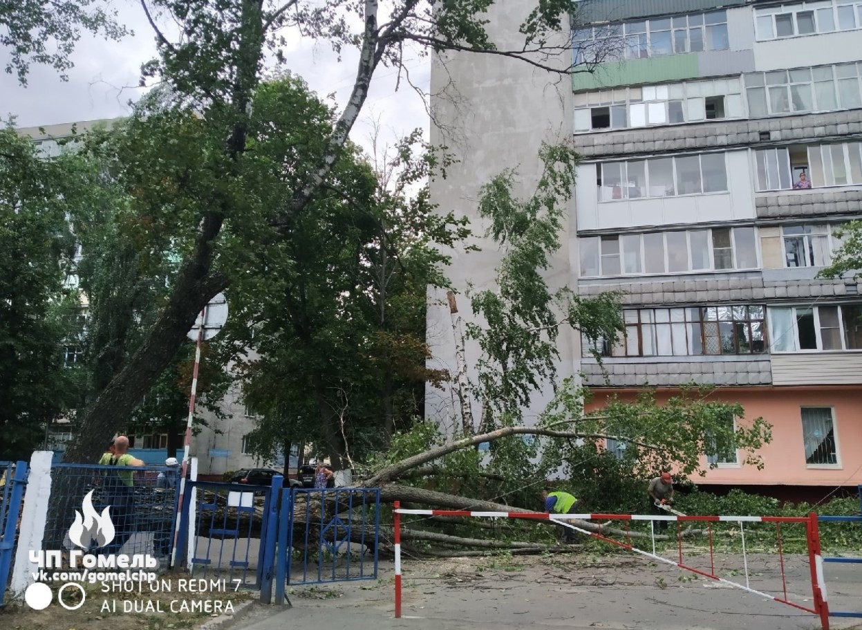 В Гомеле упавшее от ветра дерево разбило автомобиль: фотофакт