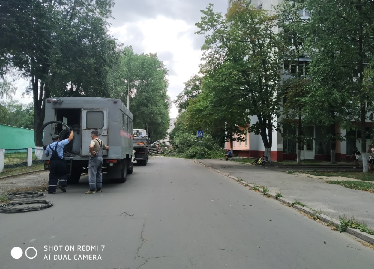 В Гомеле упавшее от ветра дерево разбило автомобиль: фотофакт