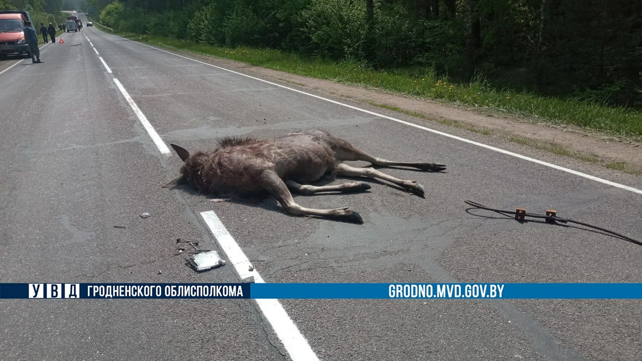 Водитель-пенсионер погиб после столкновения с лосем под Волковыском