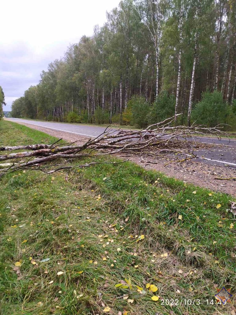 Ветер повалил деревья в Гродненской области