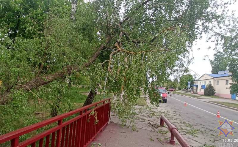 Ветер повалил деревья на дороги в Гродненской области