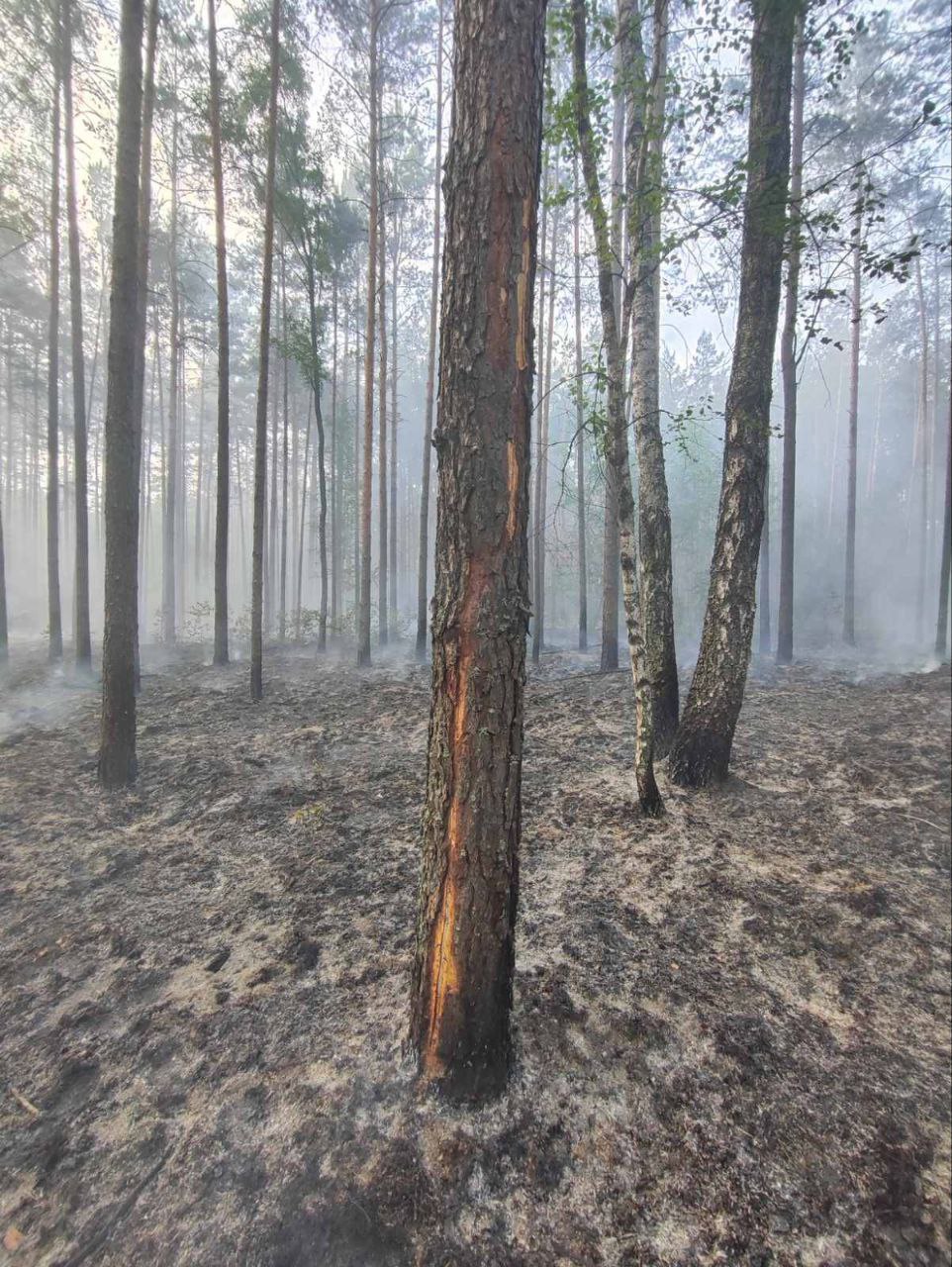 Молния дважды за день вызвала лесные пожары в Беларуси