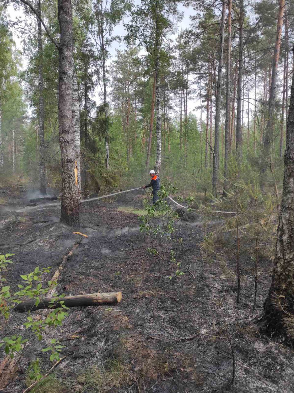 Молния дважды за день вызвала лесные пожары в Беларуси