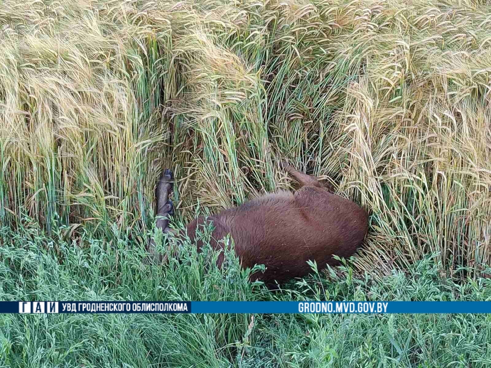 Сегодня утром сразу два ДТП с лосями и кабаном произошли в Гродненской области