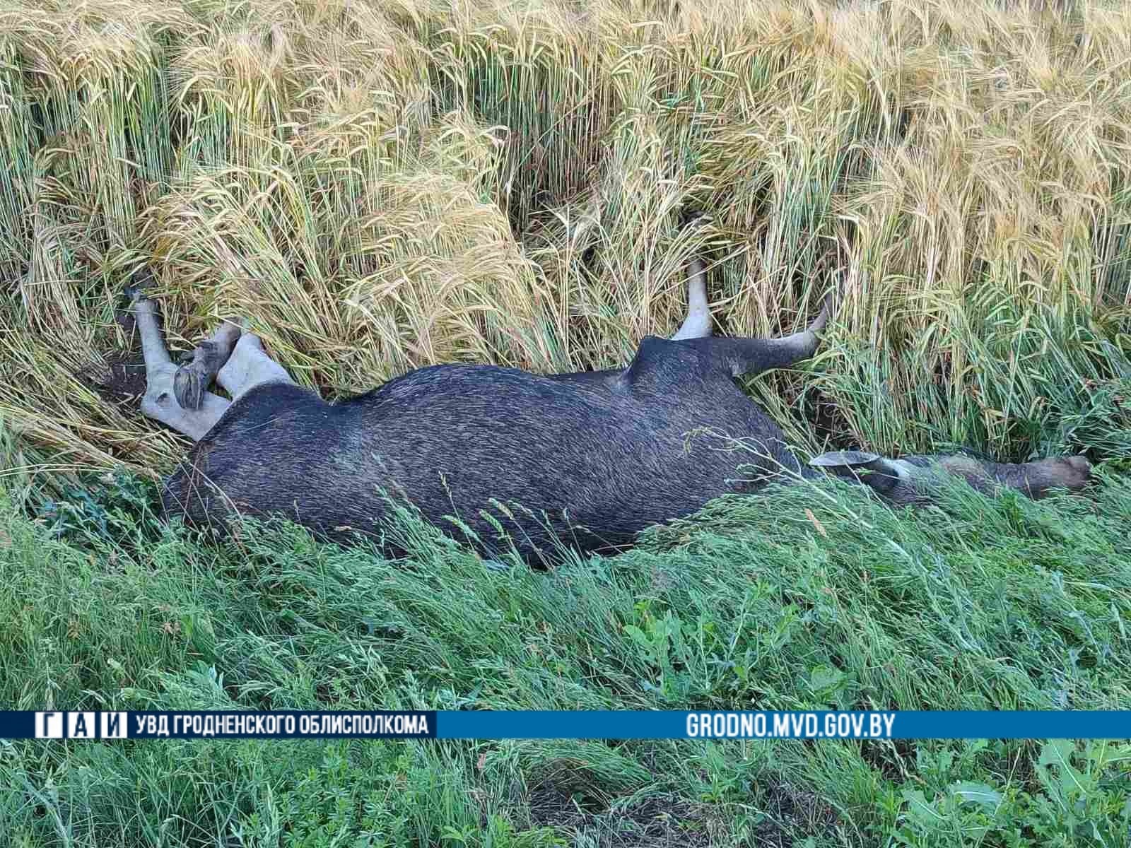 Сегодня утром сразу два ДТП с лосями и кабаном произошли в Гродненской области