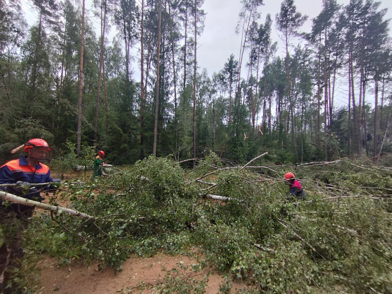 Грозовой фронт завалил деревьями пограничные дороги в Островецком районе