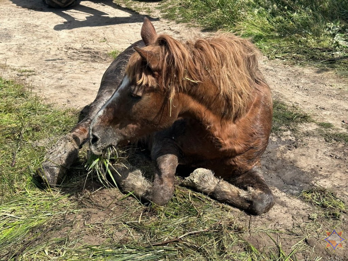 Лошадь провалилась в колодец в Пружанском районе