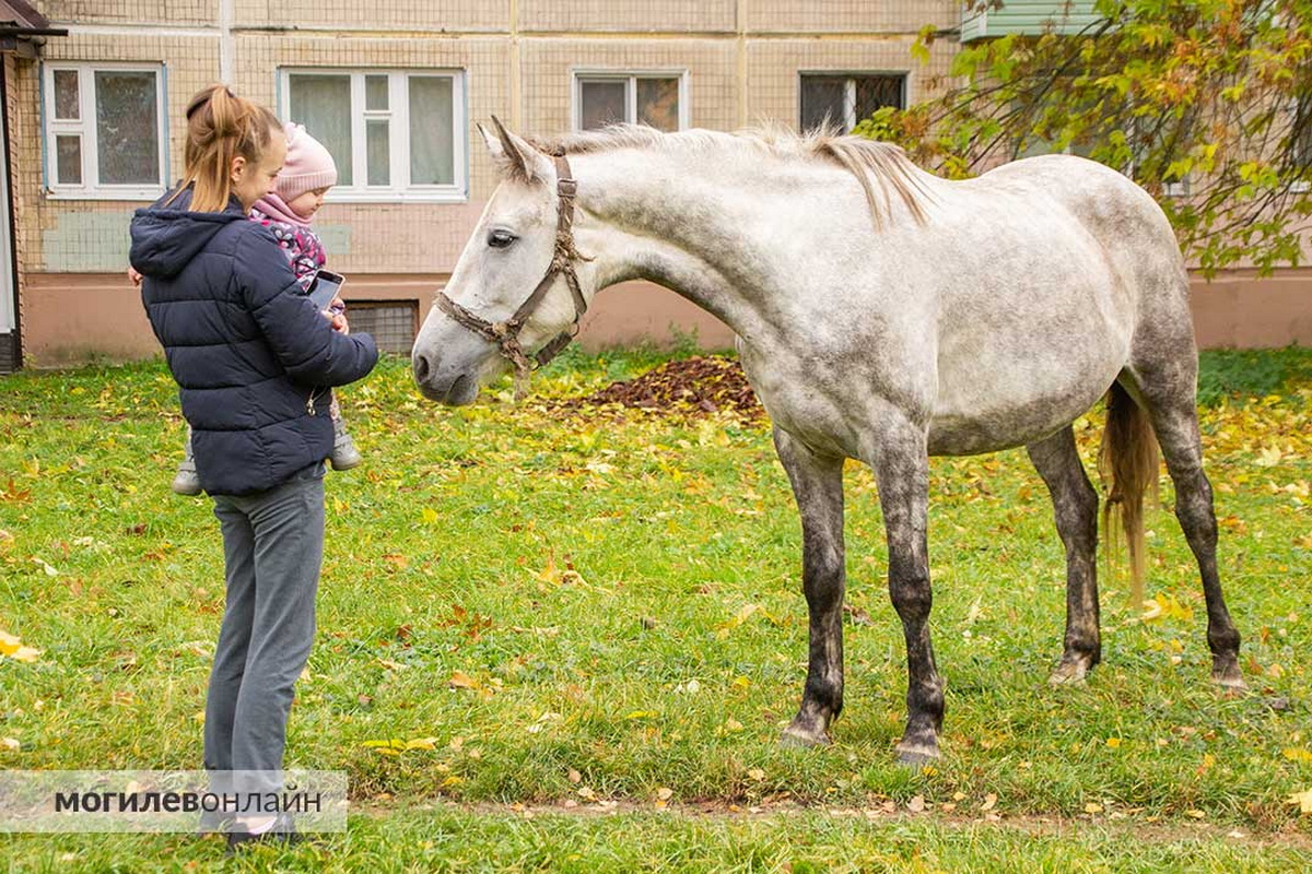 Нашлись хозяева табуна лошадей, который бегал по Могилеву