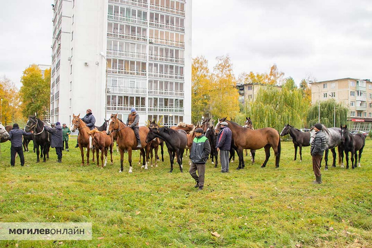 Нашлись хозяева табуна лошадей, который бегал по Могилеву