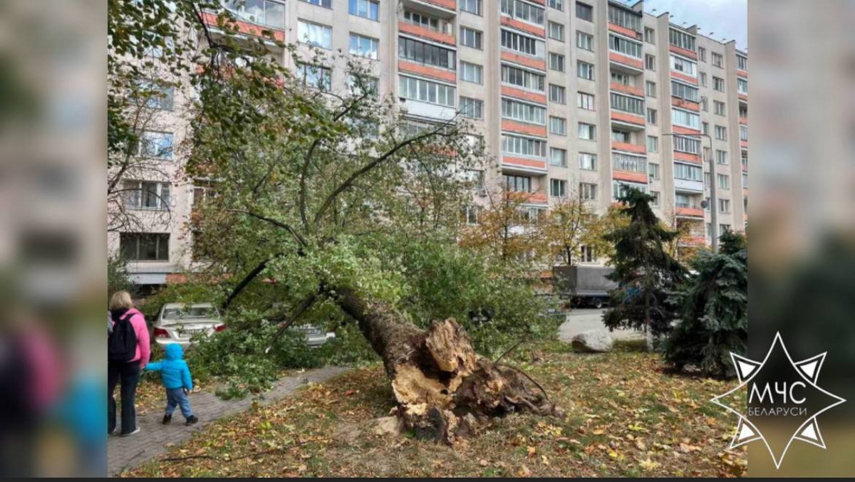 Упавшие деревья повредили 6 авто в Минске