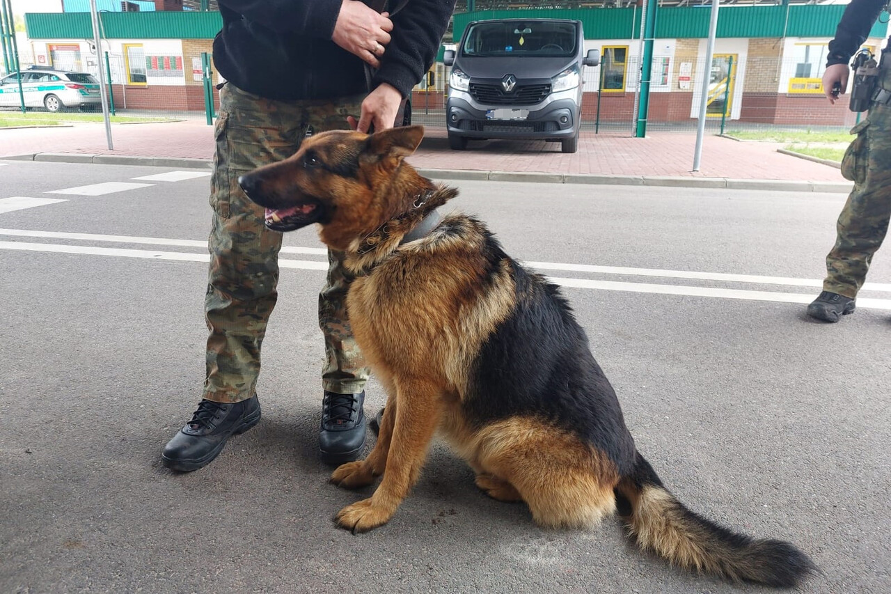 Овчарка сбежала из Беларуси к польским пограничникам