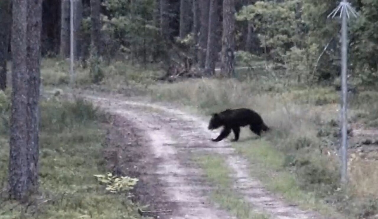 Медведь и лосенок прибежали из Беларуси в Литву